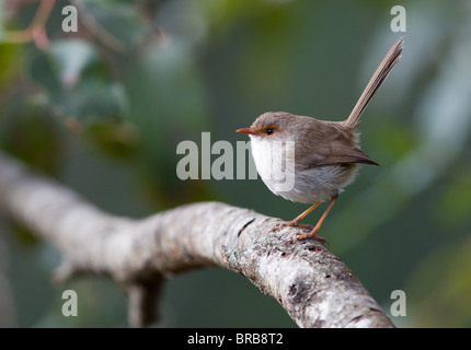 Superbe femelle Blue Fairy Wren (Malurus cyaneus), NSW, Australie Banque D'Images