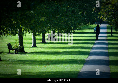 L'homme marche le long de la ligne d'arbre en automne sur Jesus Green Cambridge en belle lumière côté Casting Shadows. Banque D'Images