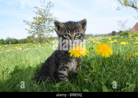 Tabby kitten - assis à côté de pissenlits Banque D'Images