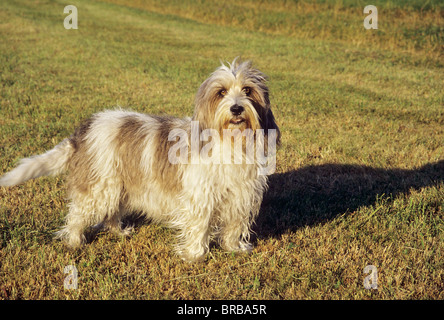 Petit Basset Griffon Vendéen chien - debout sur un pré Banque D'Images