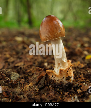 Grisette fauve Amanita fulva, champignons. Banque D'Images