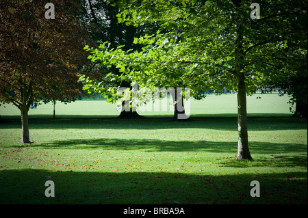 Les arbres d'automne sur Jesus Green Cambridge en belle lumière côté Casting Shadows. Banque D'Images