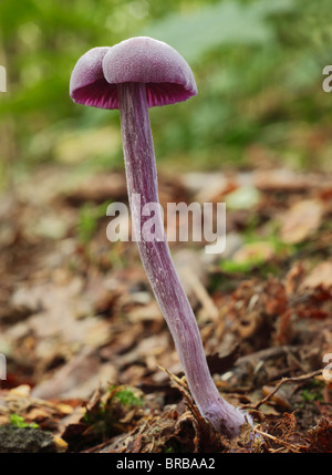 L'Améthyste, Laccaria amethystea Champignons trompeur. Banque D'Images