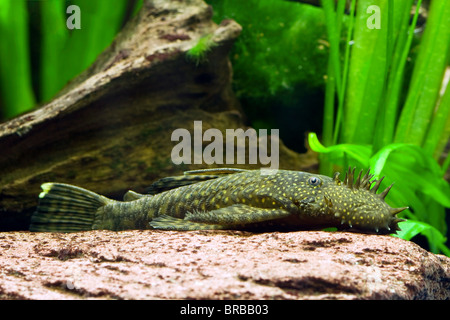 Bushynose (silure Ancistrus sp.) dans un aquarium Banque D'Images