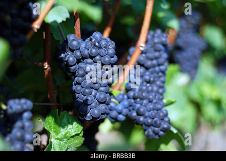 Pinot noir sur la vigne, Volnay, Bourgogne, France Banque D'Images