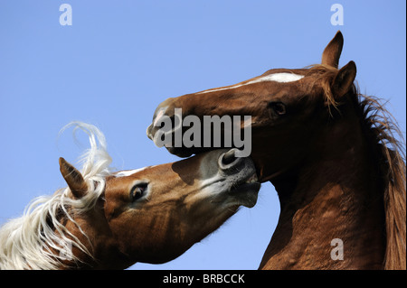 Cheval Haflinger et trimestre Cheval (Equus caballus). La lutte contre les jeunes étalons pour la domination sur un pâturage. Banque D'Images