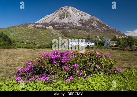 Comté de Donegal Irlande Gweedore Rhododendrons Mount Errigal mountain de premier plan est 2466 pieds de haut cône quartzite Banque D'Images