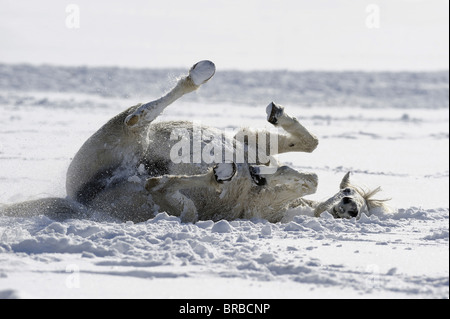 Poney Connemara (Equus ferus caballus). Mare roulant dans la neige. Banque D'Images