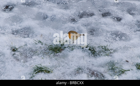 L'Irlande comté de Roscommon Boyle Lough Key Forest Park Robin dans la neige Banque D'Images