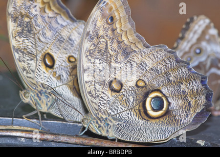 Les hiboux (Caligoeurilochus sulanus magnifique), Costa Rica, Amérique Centrale Banque D'Images