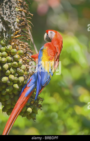 Ara rouge (Ara macao), Parc national de Corcovado, péninsule d'Osa, au Costa Rica, Amérique Centrale Banque D'Images