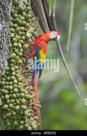 Ara rouge (Ara macao), Parc national de Corcovado, péninsule d'Osa, au Costa Rica, Amérique Centrale Banque D'Images