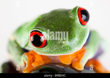 Fusée noire et la grenouille verte Banque D'Images