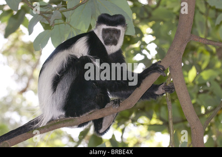 Singe colobus noir et blanc (Colobus satanas), l'Ethiopie Banque D'Images