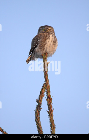 La Chevêchette naine Glaucidium passerinum eurasienne,, Svartadalen, Centre de la Suède Banque D'Images