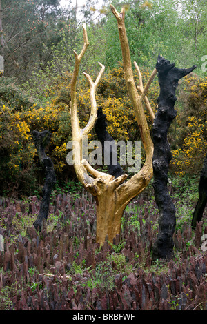 Au coeur de la vallée de non-retour, il y a l'arbre d'or, forêt Brocéliande, Threhorenteuc, Morbihan, Bretagne, France Banque D'Images