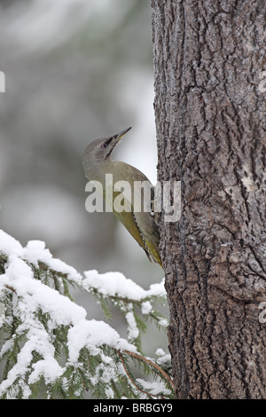Pic à tête grise, Picus canus, Svartadalen, Centre de la Suède Banque D'Images