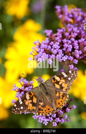 Papillon belle dame, Vanessa cardui, de repos et d'alimentation de nectar Verveine bonariensis, riche dans un jardin de la faune dans la région de Lincoln, Lincolnshire Banque D'Images
