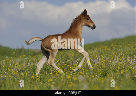 American Saddlebred (Equus ferus caballus), poulain de galoper sur un pré. Banque D'Images