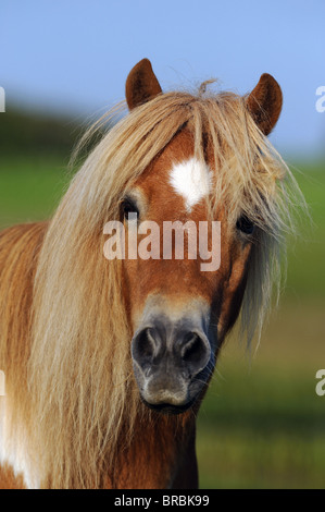 Poney Shetland (Equus ferus caballus), portrait. Banque D'Images