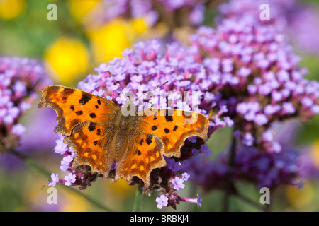 Comma butterfly, Polygonia c-album, de repos et d'alimentation de nectar Verveine bonariensis, riche dans un jardin de la faune dans la région de Lincoln, Lincolnshire Banque D'Images