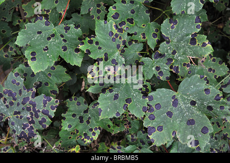 La tache goudronneuse de sycomore, champignon Rhytisma acerinum, sur les feuilles Banque D'Images