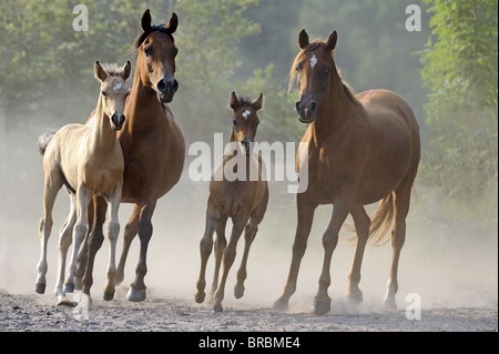 Cheval Arabe (Equus ferus caballus). Paire de juments avec leurs poulains dans un enclos poussiéreux. Banque D'Images