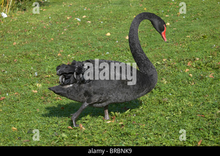 Un cygne noir sur l'herbe verte marche en Angleterre Banque D'Images