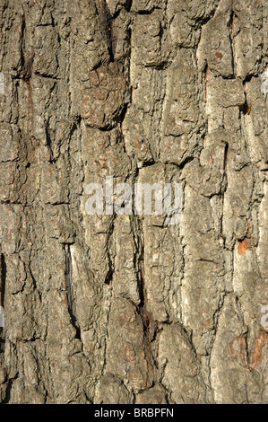 L'écorce des arbres de fond un tronc d'arbre de chêne Banque D'Images