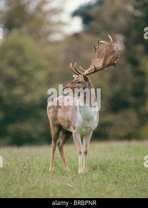 Fallow Deer (Cervus dama, Dama dama). Buck debout sur une prairie Banque D'Images