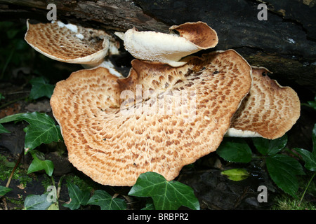 La dryade Polyporus squamosus Champignons selle prise à Dibbinsdale LNR, Wirral, UK Banque D'Images