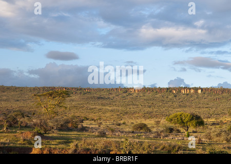 Loisaba Wilderness Conservancy, Laikipia, Kenya, Afrique de l'Est Banque D'Images