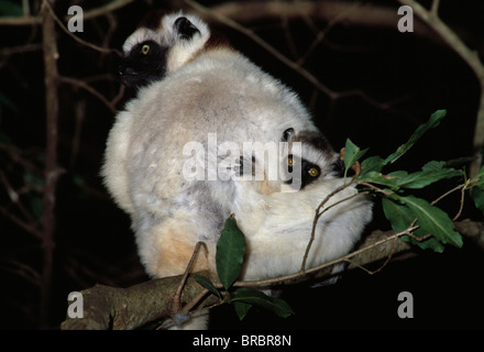 Le Propithèque de verreaux (Propithecus verreauxi) mère avec bébé accroché à son dos, Berenty Réserve, le sud de Madagascar Banque D'Images