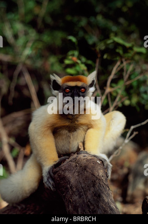Propithèque à couronne dorée (Propithecus tattersalli), une espèce en voie de disparition, de Daraina, dans le nord de Madagascar Banque D'Images
