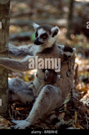 Ring-tailed lémuriens (Lemur catta), mère avec lits bébé, Bryanston, sud de Madagascar Banque D'Images