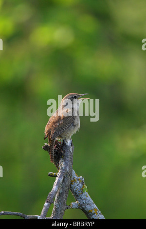 Troglodyte familier Troglodytes aedon dans profil perché sur une branche d'arbre le chant avec son bec ouvert Banque D'Images