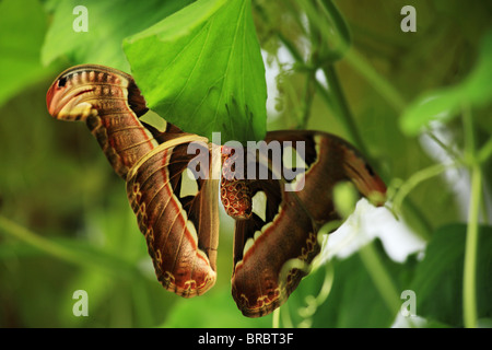 Face inférieure d'un Atlas Moth Banque D'Images