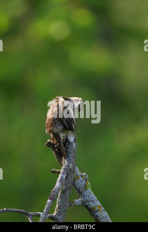 Troglodyte familier Troglodytes aedon perché sur un vieil arbre branche se lissant ses plumes Banque D'Images