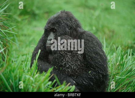 Gorille de montagne (Gorilla gorilla beringei) Mère avec enfant dans la pluie, Volcans Virunga, Rwanda Banque D'Images