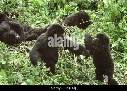 Les gorilles de montagne (Gorilla gorilla beringei), les mineurs de jouer, Volcans Virunga, Rwanda Banque D'Images