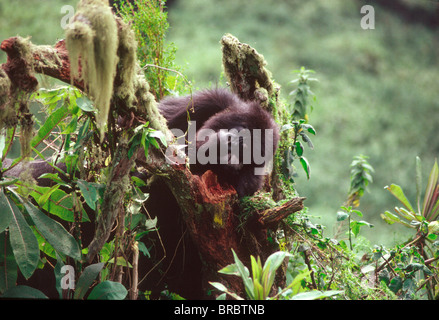 Gorille de montagne (Gorilla gorilla beringei), jeunes volcans Virunga, Rwanda Banque D'Images