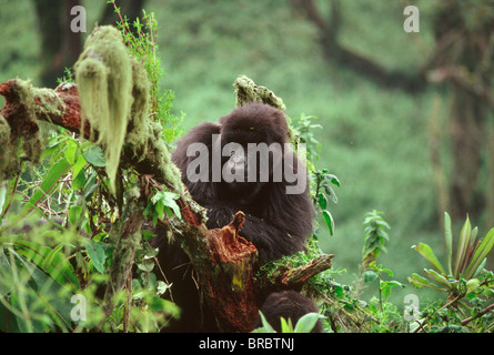 Gorille de montagne (Gorilla gorilla beringei), jeunes volcans Virunga, Rwanda Banque D'Images