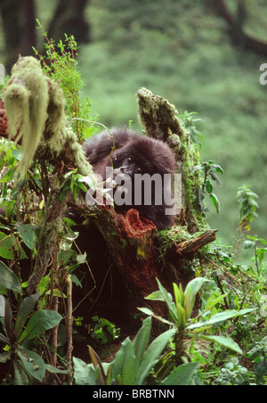 Gorille de montagne (Gorilla gorilla beringei), jeunes volcans Virunga, Rwanda Banque D'Images