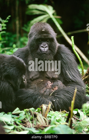 Les gorilles de montagne (Gorilla g. beringei), mère Amareba avec nouveau-né, Volcans Virunga, Rwanda Banque D'Images