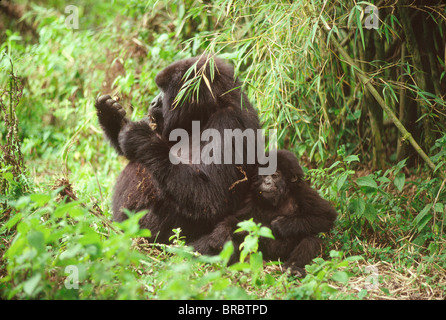 Les gorilles de montagne (Gorilla g. beringei) femelle avec l'alimentation du nourrisson, Volcans Virunga, Rwanda Banque D'Images