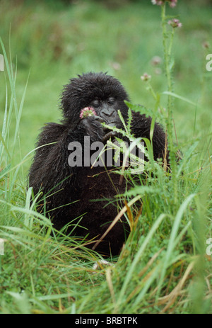 Les gorilles de montagne (Gorilla beringei. g) les jeunes filles l'alimentation, Volcans Virunga, Rwanda Banque D'Images