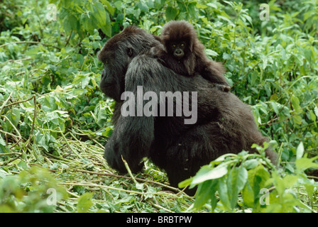 Les gorilles de montagne (Gorilla g. beringei) femelle avec bébé sur le dos, Volcans Virunga, Rwanda Banque D'Images