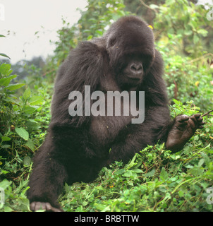 Gorille de montagne (Gorilla gorilla beringei) jeune homme, Volcans Virunga, Rwanda Banque D'Images