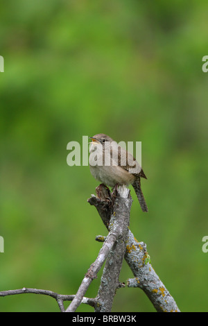 Troglodyte familier Troglodytes aedon perché sur une branche d'arbre le chant avec son bec ouvert avec les yeux Banque D'Images