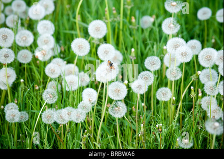 Assis sur un papillon blowball Banque D'Images